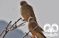 گونه دلیجه کوچک Lesser Kestrel